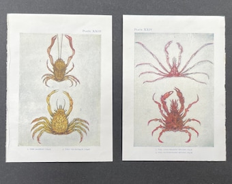 c. 1907 Litografie CRAB • set di 3 stampe antiche originali • stampe di crostacei • stampe di vita marina - granchi • ogni casa d'arte • granceola •