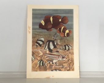 c. 1945 PREMNAS FISH print • original vintage print - large size underwater sea life scene print