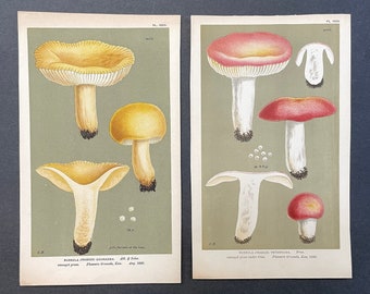 c. 1888 MUSHROOM prints • set of 2 original antique prints • fungi prints • edible mushrooms prints • Russula Veternosa & Ochracea prints