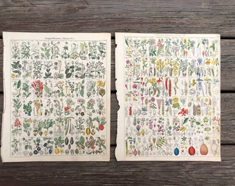 c. 1843 ILUSTRACIONES BOTANICALAS ANTIQUE • impresiones antiguas originales - impresiones Oken • estampados florales • estampados de botánica • juego de impresiones botánicas de 2
