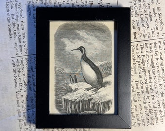 tiny! c. 1877 PENGUIN framed engraving • original antique print • antique penguin print • Antarctic bird print • ready to display