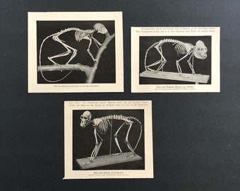 MONKEY SKELETON prints c. 1900 • original antique prints • primate anatomy • monkey bones • ape skeleton • skeletal system • set of 3