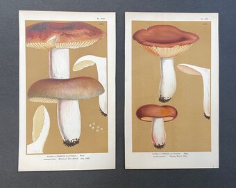 Könnte beinhalten: Zwei botanische Illustrationen von Pilzen aus dem Vintage-Bereich. Das erste Bild zeigt einen Russula fragilis alutacea Pilz mit braunem Hut und weißem Stiel. Das zweite Bild zeigt einen Russula fragilis alutacea Pilz mit rotem Hut und weißem Stiel. Beide Bilder haben einen hellbraunen Hintergrund.