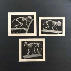 May include: Three vintage black and white prints of monkey skeletons. Each print shows a different pose, with the skeletons displayed against a dark background. The prints are mounted on a dark surface.