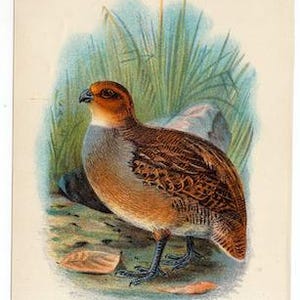 C. 1896 QUAIL print • original antique print • bird prints • ornithology prints • Grayson&#39;s Bobwhite • Virginian quail •