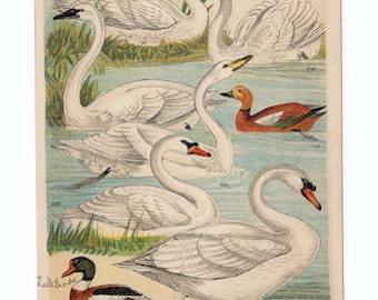 1955年ヴィンテージのヒメワシの版画、アンティーク鳥類学リトグラフ