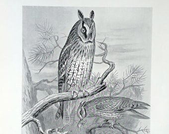 c. 1898 LONG-EARED OWL lithograph - original antique print - antique bird print - nocturnal bird of prey print - Strigiformes print