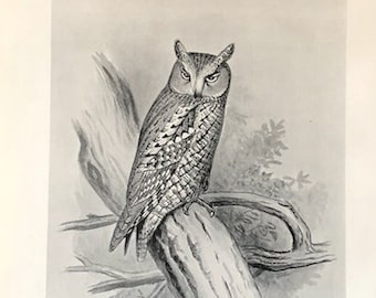 c. 1898 SCOPS OWL lithograph - original antique print - antique bird print - nocturnal bird of prey print - Strigiformes print