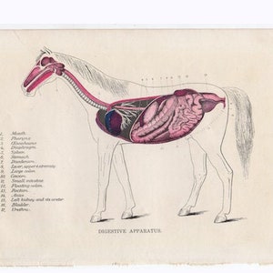 c. 1904 HORSE ANATOMY lithograph • original antique print • horse print • equine medicine •  veterinary medicine • Digestive system