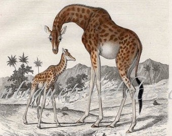 c. 1866 GIRAFFE FAMILY engraving • original antique print • hand colored • safari animal print • African animals • giraffes • mother & foal