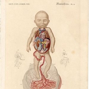 c. 1861 FETUS ANATOMY engraving • original antique print • medical print • circulation of blood • Orbigny • fetal anatomy • foetus print