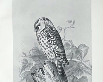c. 1898 LITTLE OWL lithograph - original antique print - antique bird print - nocturnal bird of prey print - Strigiformes print