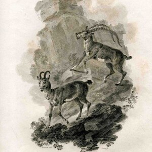 c. 1801 IBIX & CHAMOIS GOAT engraving • original antique print • antique animal print • antique natural history • animal illustration •