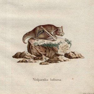 c. 1775 BAT engraving • original antique print • hand colored • bats print • Halloween decor • vespertilio lasiurus - by Schreber
