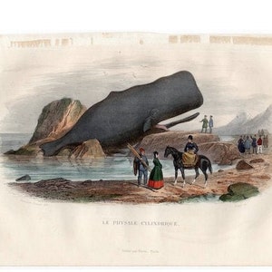 May include: A vintage illustration of a sperm whale beached on a rocky shore. People are gathered around the whale, some on horseback. The caption reads "Le Physale, Cylindrique."