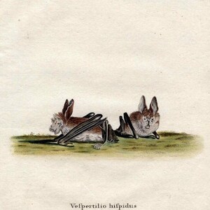 1775 ANTIQUE BAT ENGRAVING original antique hand colored engraving print - vespertilio hispidus - by Schreber