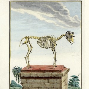 c. 1775 ANIMAL SKELETON engraving • original antique print • hand colored • Buffon skeleton print • animal anatomy • Halloween decor