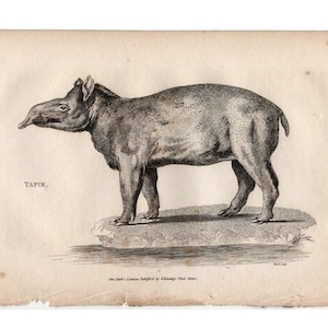 c. 1801 TAPIR engraving • original antique print • antique animal print - animal engraving • zoology print • Shaw animal print • tapirs
