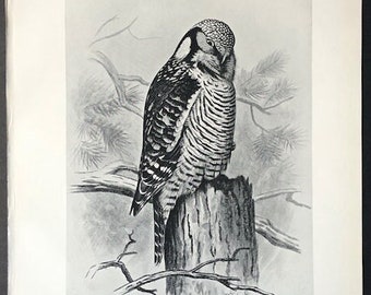 c. 1898 HAWK OWL lithograph - original antique print - antique bird print - nocturnal bird of prey print - Strigiformes print