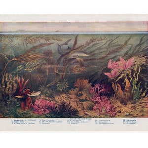 c. 1946 SEAWEED & ALGAE SHARK lithograph • original vintage print • sea life print • underwater scene - seaweed print - aquatic plants