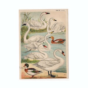 ca. 1904 ANTIQUE BIRD LITHOGRAPHS - original antike Vogel Drucke - Ornithologie Drucke - verschiedene Wasservögel - Schwäne