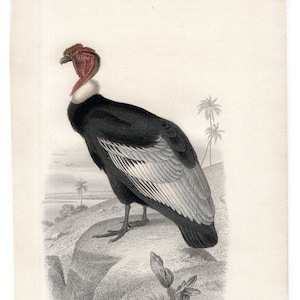 c. 1860 CONDOR VULTURE PRINT - bird engraving -  original antique bird print - bird of prey animal print - Buffon bird print