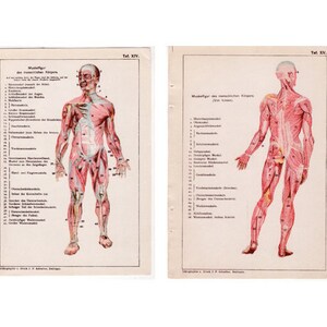 c. 1910 HUMAN MUSCLES printS - set of 2 antique anatomy prints - human anatomy - muscular system print - front and back views of the body