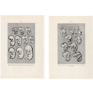 c. 1934 HUMAN EMBRYO lithographs - set of 2 original vintage prints • fetus prints - mother&#39;s day gift - baby prints - pregnancy prints