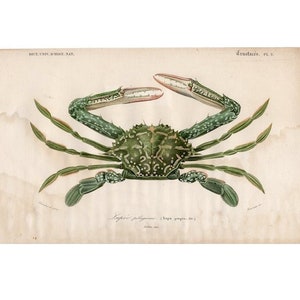 c. 1861 GREEN CRAB engraving • original antique print • crustacean print • D&#39;Orbigny print • swimming crab • beach house ocean print