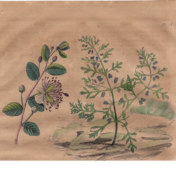 INSEKTSSKABBOR gravyr ca 1835 • original antikt tryck • handkolorerad gravyr • fåglar botaniska insekter blommor