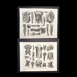 C. 1849 LÁMINAS DE ANATOMÍA HUMANA • grabados antiguos originales • brazos y piernas • arterias y venas • órganos • músculos • ilustración médica