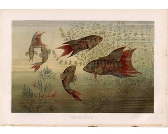 C. Litografía de 1894 PARADISE FISH - impresión antigua original - impresión del océano de vida marina - impresión de peces - pez gourami - vida marina - arte de playa