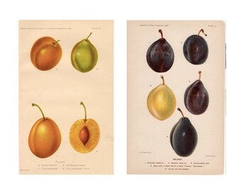 PLUMS & PRUNES lithographs c. 1893 -  original antique botanical prints - set of 2 fruit prints - antique lithographs for kitchen