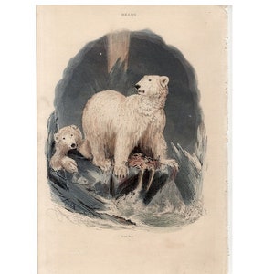 c. 1854 THE ARCTIC BEAR print • original antique print • polar bear print • ursus maritimus print • white bear • endangered animal