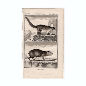 c. 1775 COATIMUNDI & AGOUTI engraving • original antique print ,• animal print by Buffon •