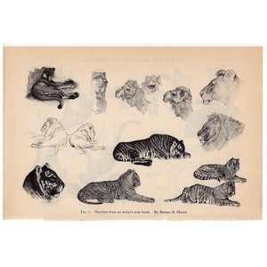 c. 1934 ANIMAL SKETCHES lithograph - vintage animal print - Zoo animal from National Zoological Park - wild cats print on dark paper