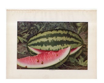 1911 watermelon original antique fruit & vegetable food lithograph print