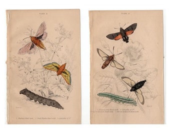 May include: Two vintage illustrations of moths and caterpillars on a white background. The first illustration shows a pink and orange moth with a caterpillar below. The second illustration shows three moths and a caterpillar. The text "Plate II" and "Plate III" are at the top of each illustration.