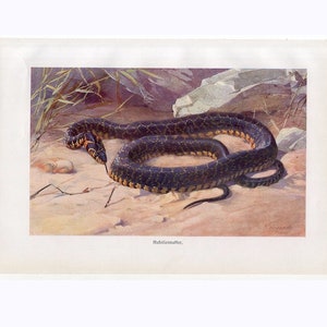 Könnte beinhalten: Eine schwarze und gelbe Schlange auf weißem Hintergrund. Die Schlange ist auf dem Boden zusammengerollt. Der Text "Halsleimatter" ist unter der Schlange gedruckt.