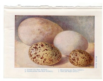 c. 1907 small ANTIQUE EGG PRINT - original antique print - egg lithograph - bird eggs print - Gannet, Tern, Shearwater and Oystercatcher