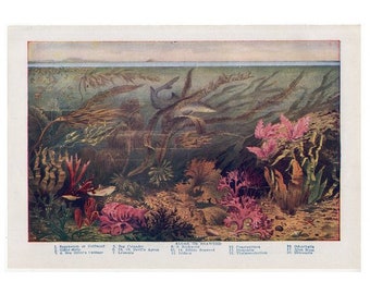 c. 1946 SEAWEED & ALGAE SHARK lithograph • original vintage print • sea life print • underwater scene - seaweed print - aquatic plants