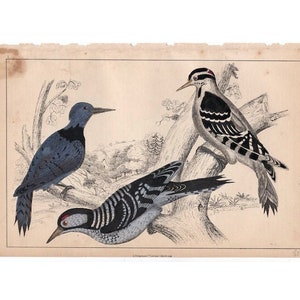 c. 1859 WOODPECKERS lithograph • original antique print - hand colored by Goldsmith - Picidae print • flicker print • sapsuckers print