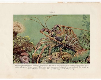c. 1934 SPINEY LOBSTER lithograph - original vintage print  - marine life print - ocean print - sea life print - lithograph marine life