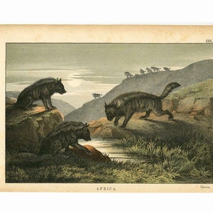 HYENA lithograph • antique print of African animals c. 1878 • Africa print • original antique animal print • safari scene print • HYAENA