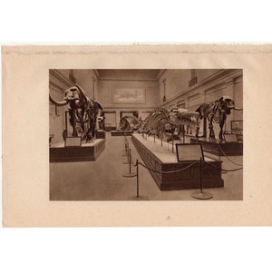 c. 1934 - FOSSIL ANIMAL SKELETONS lithograph - original vintage print  - extinct animal print - display at the Smithsonian National Museum