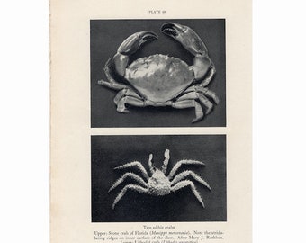 C. 1934 Litografía de CANGREJO COMESTIBLE - impresión vintage original - impresión oceánica - impresión de vida marina - fotolitografía - cangrejo de piedra y cangrejo real