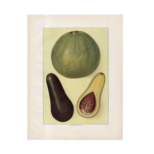damaged! c. 1911 ANTIQUE AVOCADO lithograph •  original antique print • fruit & vegetable print • food print • sold as is