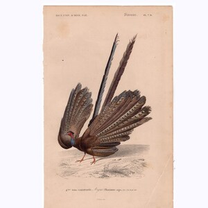 C. 1849 ARGUS PHEASANT engraving • original antique print • game bird print • ornithology print • hand colored engraving by Orbigny