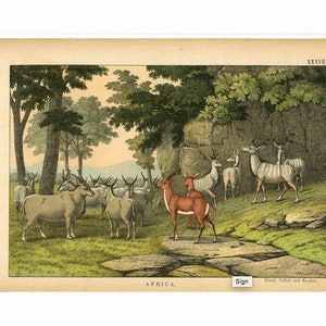 May include: A vintage illustration depicting a herd of antelopes in a woodland scene. The antelopes are brown and white with long horns. The illustration is from a book titled "Africa" and is signed "Eland, Pallah and Koodoo".