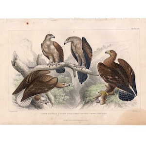 c. 1859 EAGLES PRINT - original antique print - hand colored engraving by Goldsmith - birds of prey print • birds print • bird print